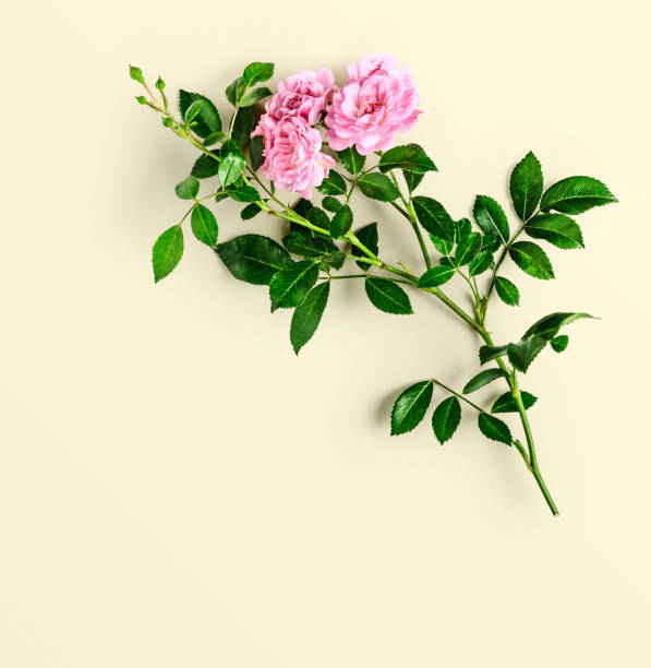 istock Pink roses on yellow background 1035989182