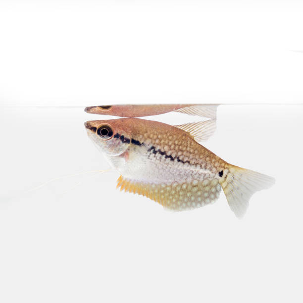 진주 gourami (trichopodus leerii) - freshwater pearl 뉴스 사진 이미지