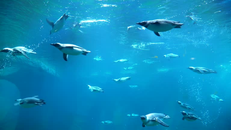 herd of penguin swimming from right hand to left hand side