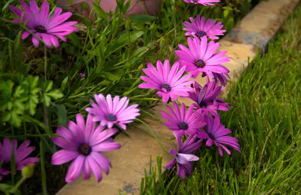 wild purple flowers on the grass