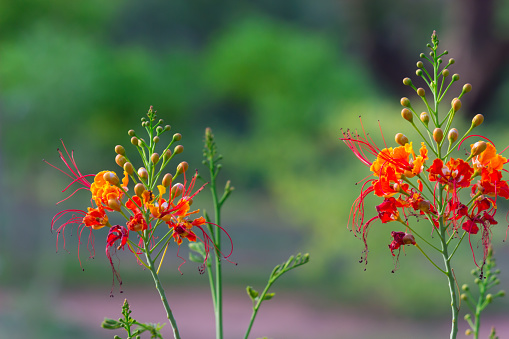 Royal poinciana also known as gulmohar flower seen blooming away in the garden