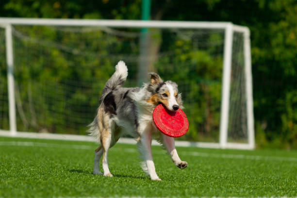 istock Border Collie breed dog for a walk on a summer sunny day 1036003634