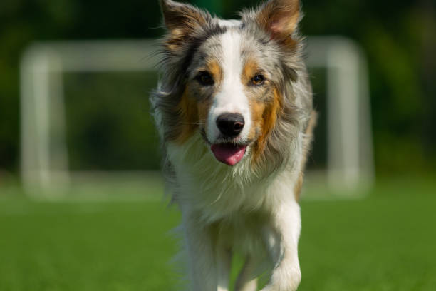 istock Border Collie breed dog for a walk on a summer sunny day 1036005952