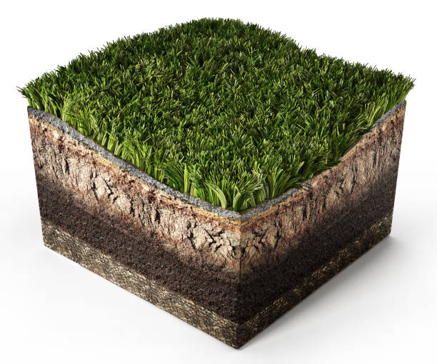 coupe transversale de sol avec de l’herbe verte montrant des couches - square slice photos et images de collection