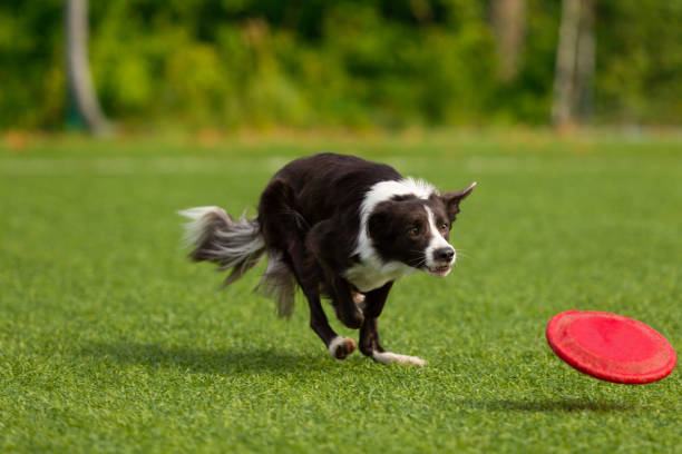 istock Border Collie breed dog for a walk on a summer sunny day 1036006056