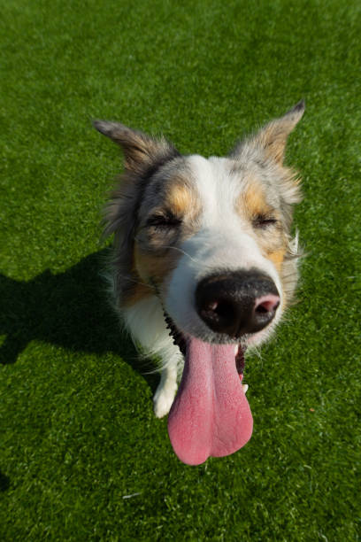 istock Border Collie breed dog for a walk on a summer sunny day 1036006120