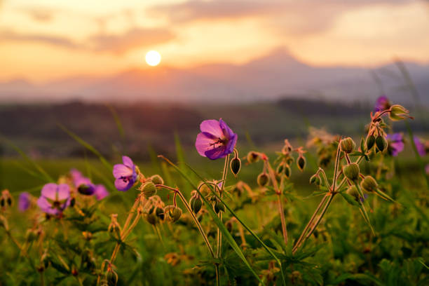 A serene field of yellow buttercup flowers under a soft morning light, set against gentle hills with a blurred mountain silhouette in the distance