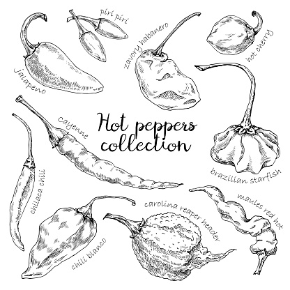 Hand-drawn vector illustration of peppers. Chili blanco, jalapeno, carolina reaper header, brazilian starfish, chilaca chili, piri piri , zavory habanero, cayenne, maules red hot and hot cherry pepper isolated on the white background.