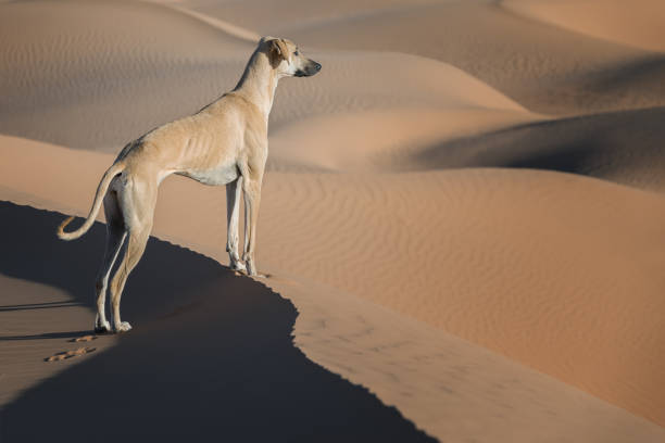 A brown Sloughi dog (Arabian greyhound) stands on top of a sand dune in the Sahara desert of Morocco. stock photo