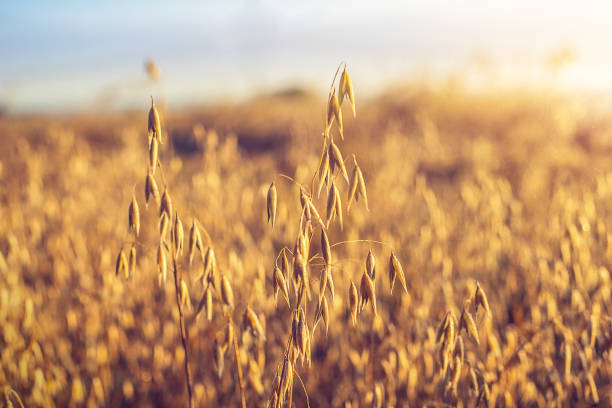 Oat ear on the field Oat ear on the field, illuminated by the dawn sun oat crop photos stock pictures, royalty-free photos & images