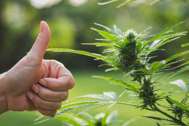 gesticulant thumbs up pour la bonne récolte de marijuana. plante de cannabis pour la médecine alternative. - hand sign human hand ok sign grass photos et images de collection