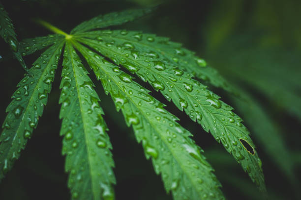 folha de cannabis com pingos de chuva. - water weed - fotografias e filmes do acervo