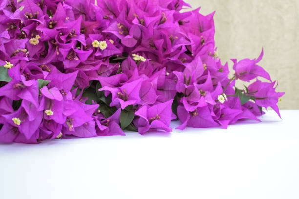istock Pink Bougainvillea flowers in bloom 1036012836