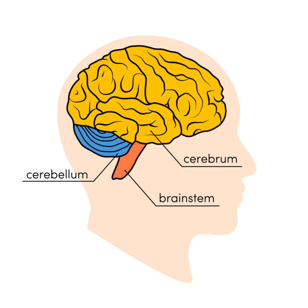 ilustraciones, imágenes clip art, dibujos animados e iconos de stock de cerebro humano medio - cerebelo