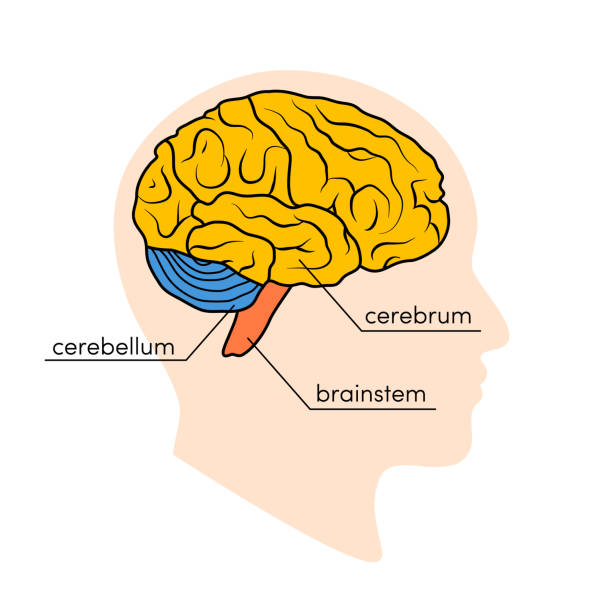 Human brain illustration Profile view of a human brain. Parts of the human brain painted in different colors, vector illustration cerebellum stock illustrations