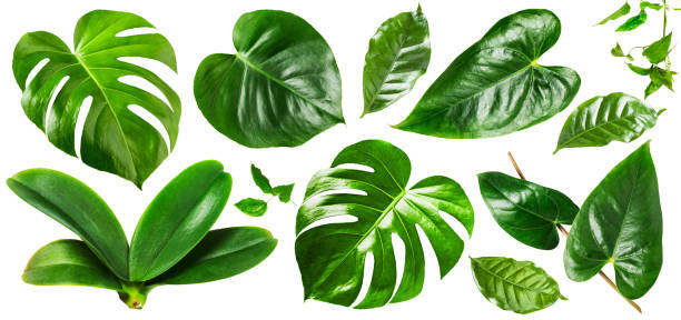 Jungle green leaves Tropical jungle monstera, orchid and flamingo green leaves collection isolated on white background. Flower arrangement. Floral design. Top view, flat lay monstera stock pictures, royalty-free photos & images