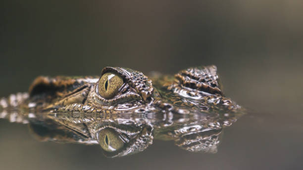 Silent Hunter A crocodile hiding silently in the water. Ready to pound on prey. I like this image. The eyes is so sharp. You can see the mirror image on the reflection. Scary but beautiful at the same time. crocodile photos stock pictures, royalty-free photos & images