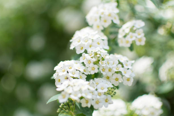 istock Spiraea nipponica 'Snowmound' flowers closeup 1036023300