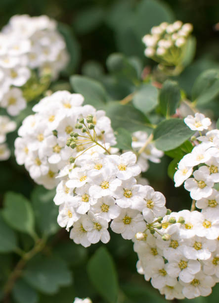 istock Spiraea nipponica 'Snowmound' flowers closeup 1036023302