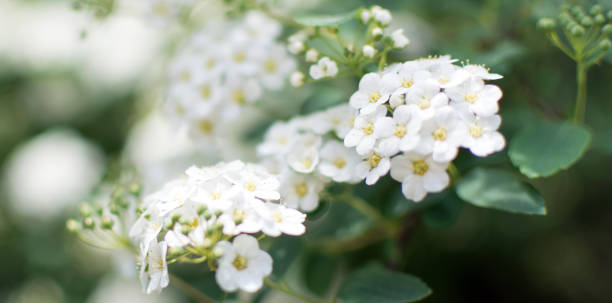 istock Spiraea nipponica 'Snowmound' flowers closeup 1036023306