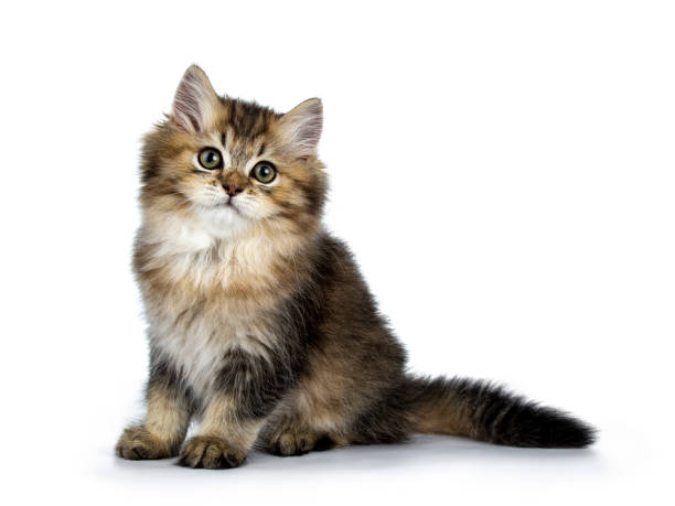 istock Fluffy British Longhair cat kitten sitting side ways with tail behind body, looking at camera isolated on white banckground 1036024430