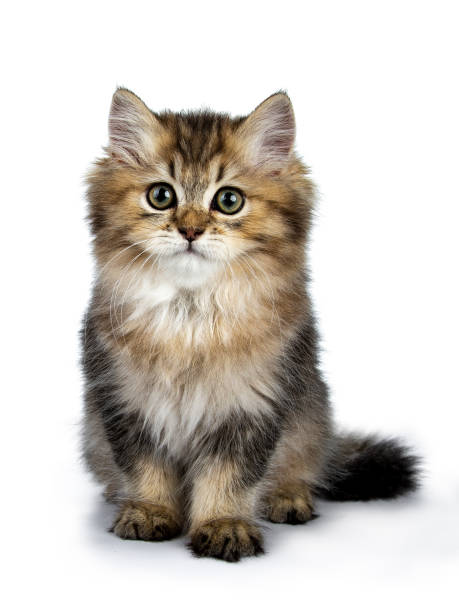 istock Fluffy British Longhair cat kitten sitting facing front with tail behind body, looking at camera isolated on white background 1036024452