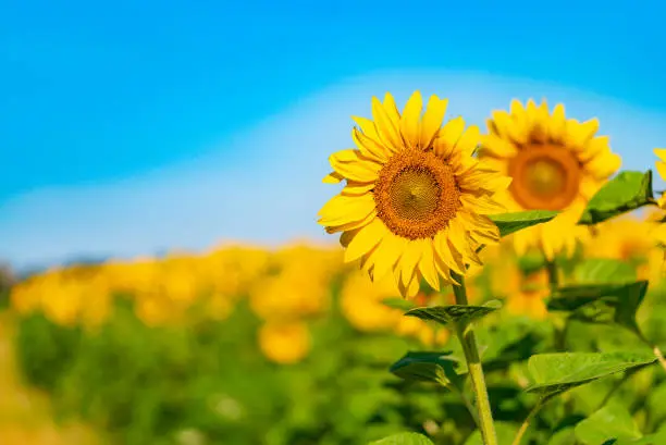 two sunflowers are depicted on the background of a field and a blue sky in the summer. Close-up