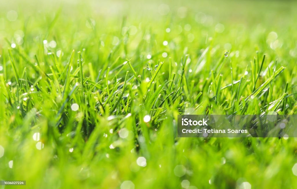 Green grass in morning dew. Selective focus. Close up shot with beautiful natural bokeh. Water drops after rain Grass Stock Photo