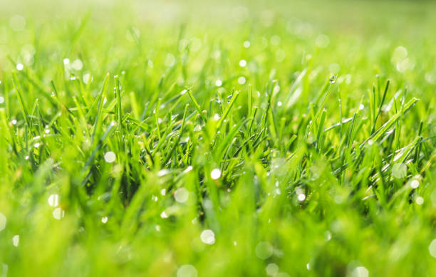 Green grass in morning dew. Selective focus. Close up shot with beautiful natural bokeh. Water drops after rain stock photo