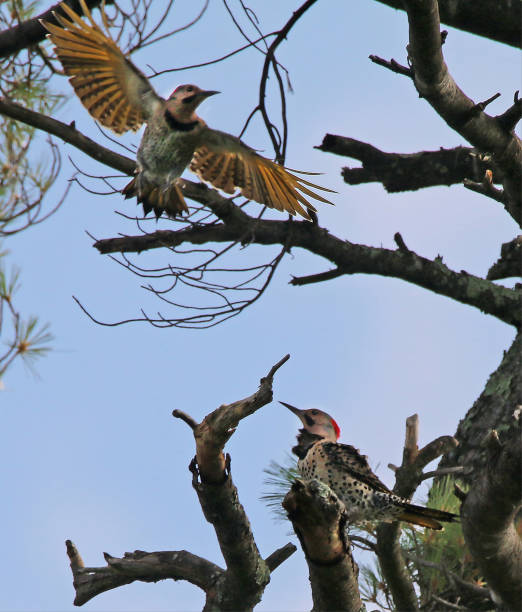 istock Mated Pair of Northern Flickers 1036030886