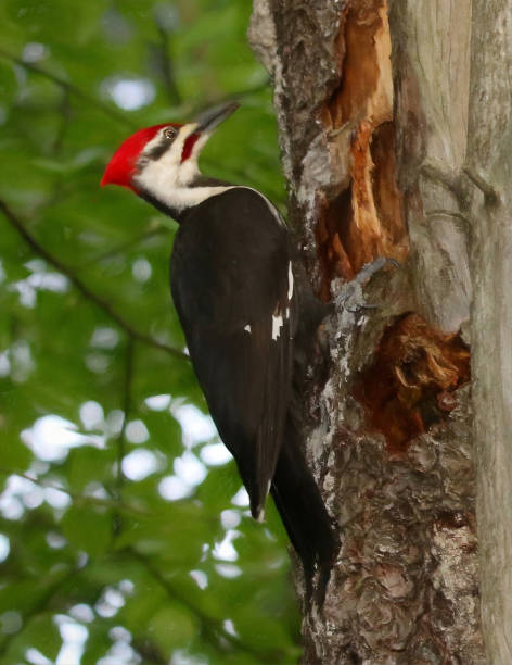 istock Male Pileated Woodpecker 1036030896