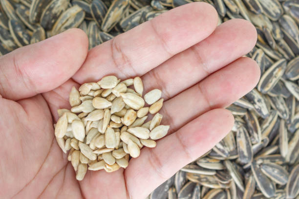 istock seed sunflower in hand on seed sunflower background. 1036031152