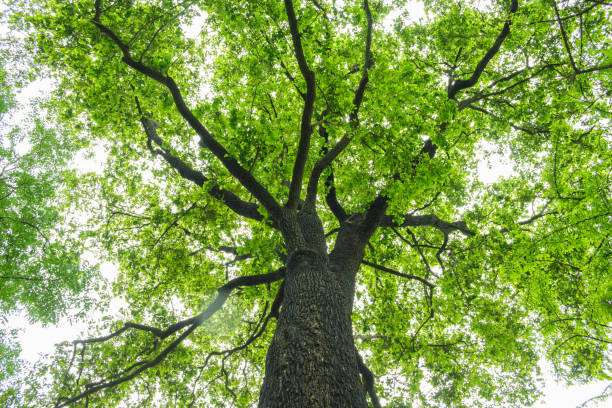 istock Trees sprawl into the forest during the rainy season. 1036036328