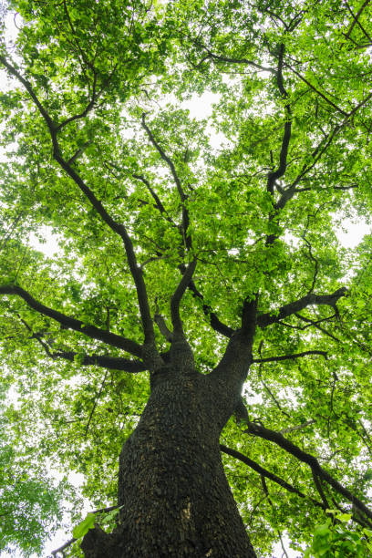 istock Trees sprawl into the forest during the rainy season. 1036036680