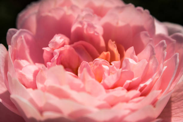 istock Rose 'Mary Ann' blossom close up 1036037524