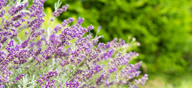 istock Lavender field in the summer 1036039842