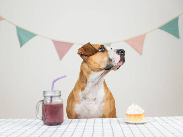 Dog and her birthday treat in form of a festive cake and a drink Cute puppy in a crown posing in decorated room with a muffin tea party horizontal nobody indoors stock pictures, royalty-free photos & images