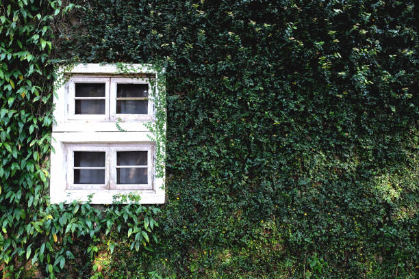 istock House covered with green ivy natural background. 1036045020
