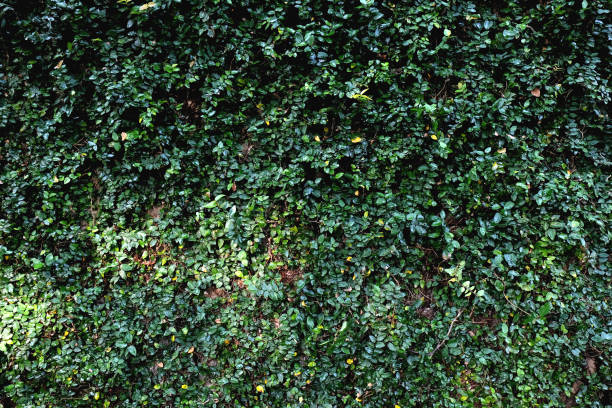 istock House covered with green ivy natural background. 1036045046