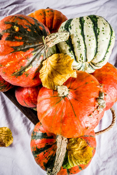 istock Little pumpkins on linen background 1036045352