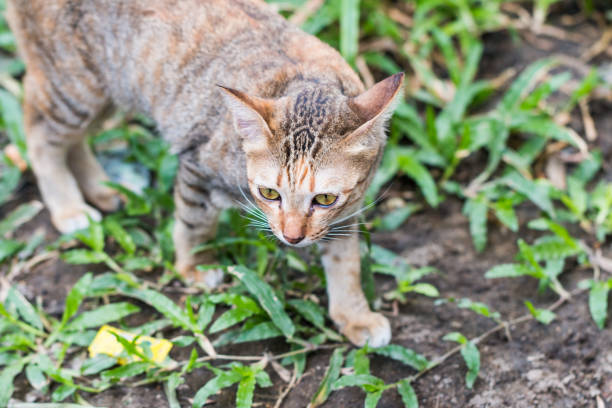 Cat see and catching a mouse on green grass gato, rata, comida, chase, garra, mamífero, blanca, plagas, pata, cola, ratón, kitty, agresión, ira, ira, adulto, piel, criatura, enfurecido, el gato con la mirada, felino, gris, cub, gris, pequeño, roar, ataque, joven, irritado, apropiación, enojado,