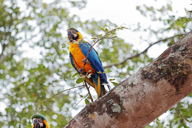 istock Blue and yellow macaw sitting in a tree 1036049244