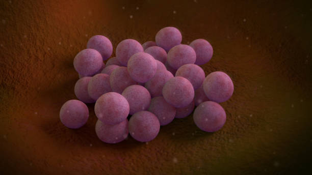 3D illustration of a staphylococcus aureus bacteria stock photo