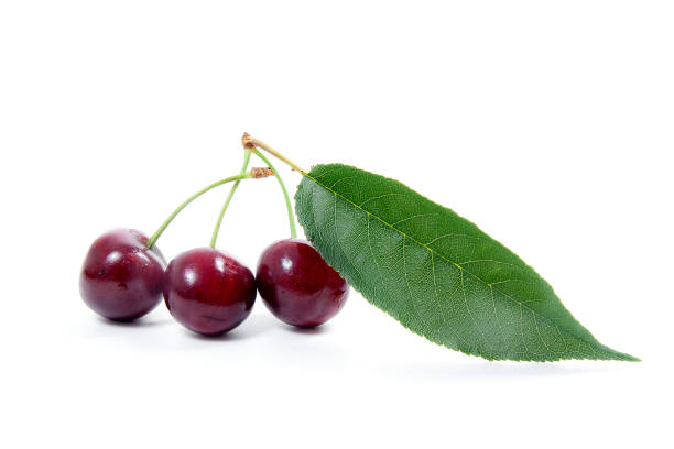 istock Sweet cherry isolated on a white background. 1036056530