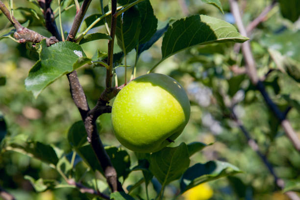 istock Shiny delicious apples hanging from tree branch in an apple orchard. 1036058398