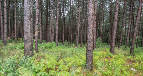 Lush Michigan Hardwood Forest Panorama Horizontal landscape of a lush northern Michigan boreal cedar forest  in the wilderness of Michigan's Upper Peninsula. hardwood tree stock pictures, royalty-free photos & images