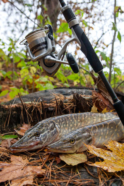 Freshwater Pike Fish Lies On A Wooden Hemp And Fishing Rod With Reel Stock  Photo - Download Image Now - iStock