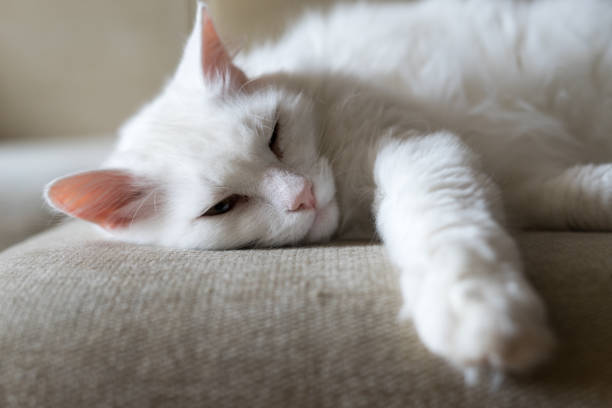 istock Portrait photo, White cat 1036067082