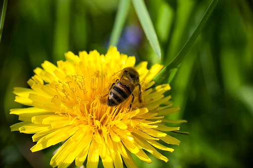 Bee collects nectaring on yellow dandelion flower, summer sunny day in garden