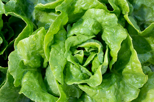 Closeup of Boston lettuce growing in a garden. From above.